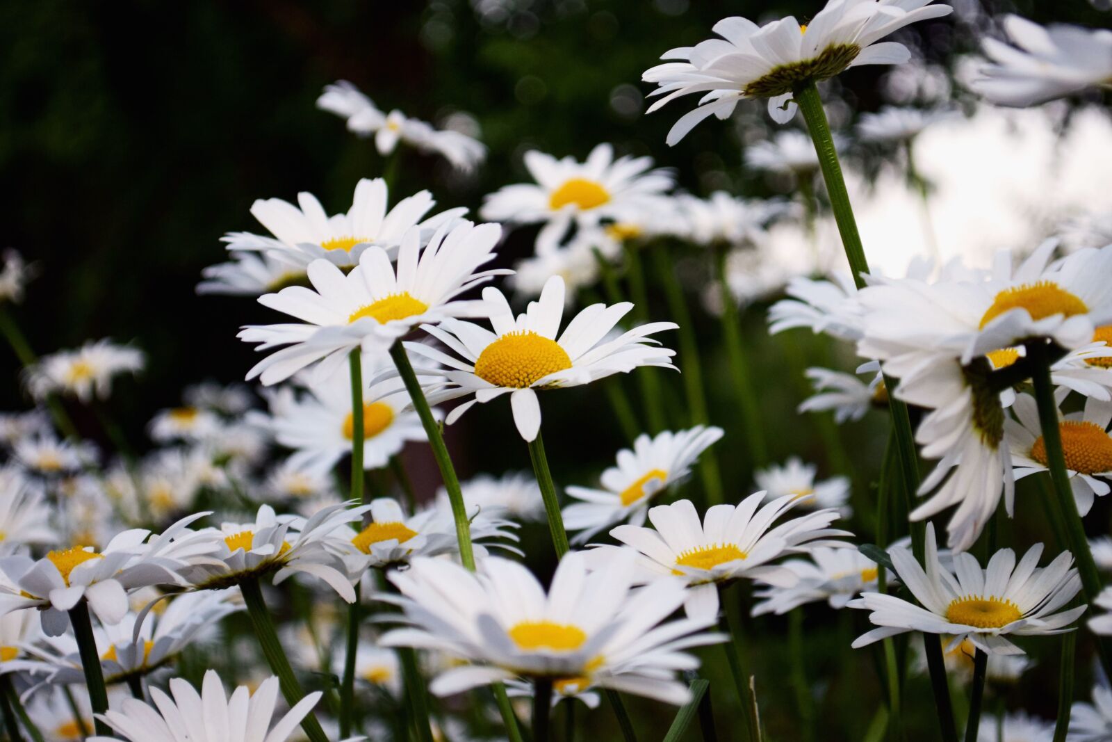 Nikon D5300 sample photo. Petals, daisies, blossom, field photography