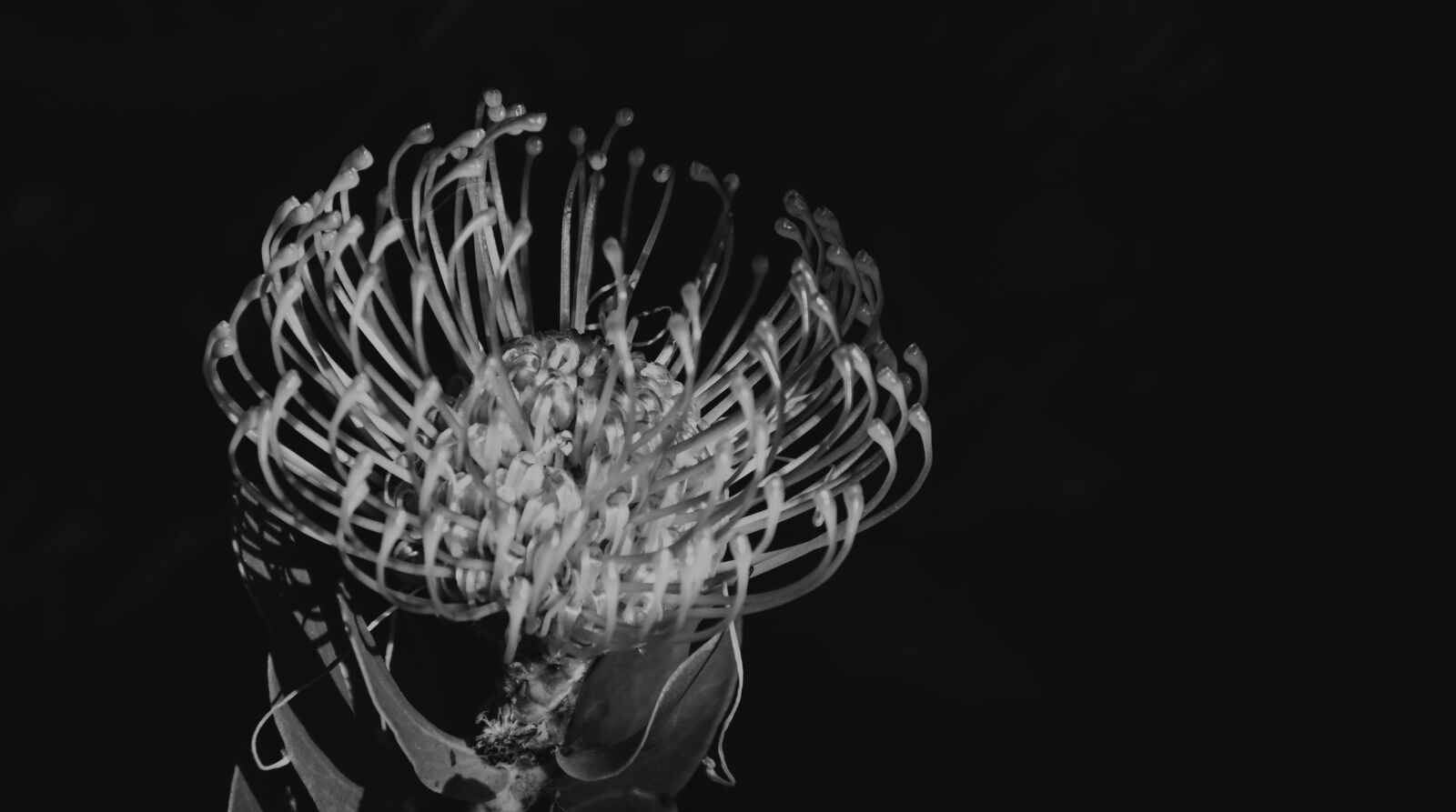 Nikon D7000 sample photo. Protea, flower, black and photography