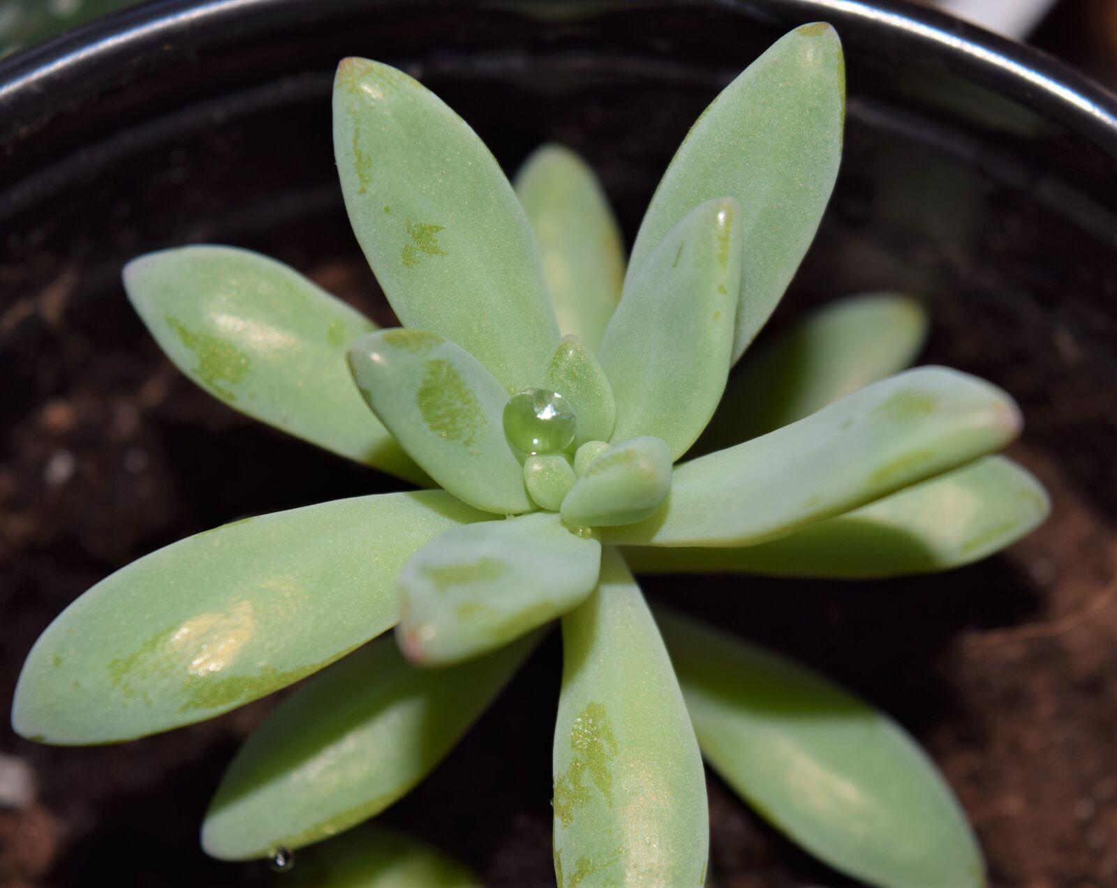 Nikon D3300 sample photo. Succulent, plant, green photography