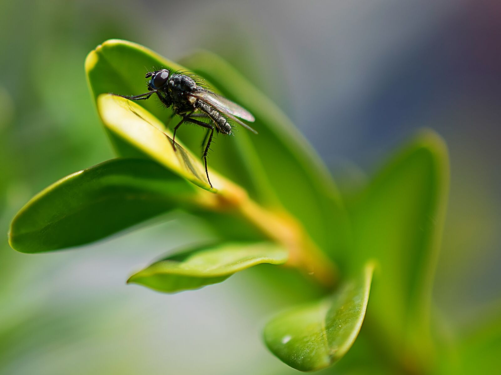 Nikon D3300 sample photo. Fly, insect, nature photography
