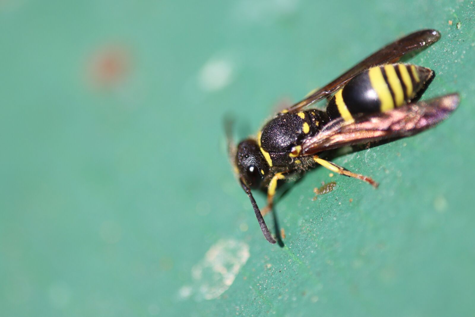Canon EOS 90D sample photo. Wasp, small, insect photography
