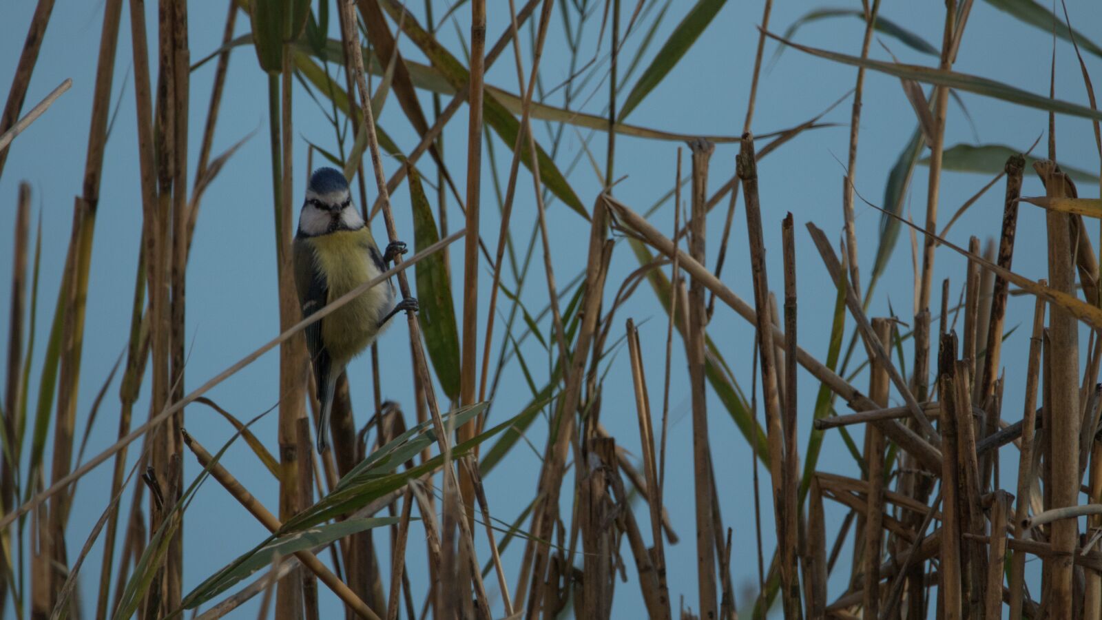 Canon EOS 80D sample photo. Blue tit, bank, reed photography
