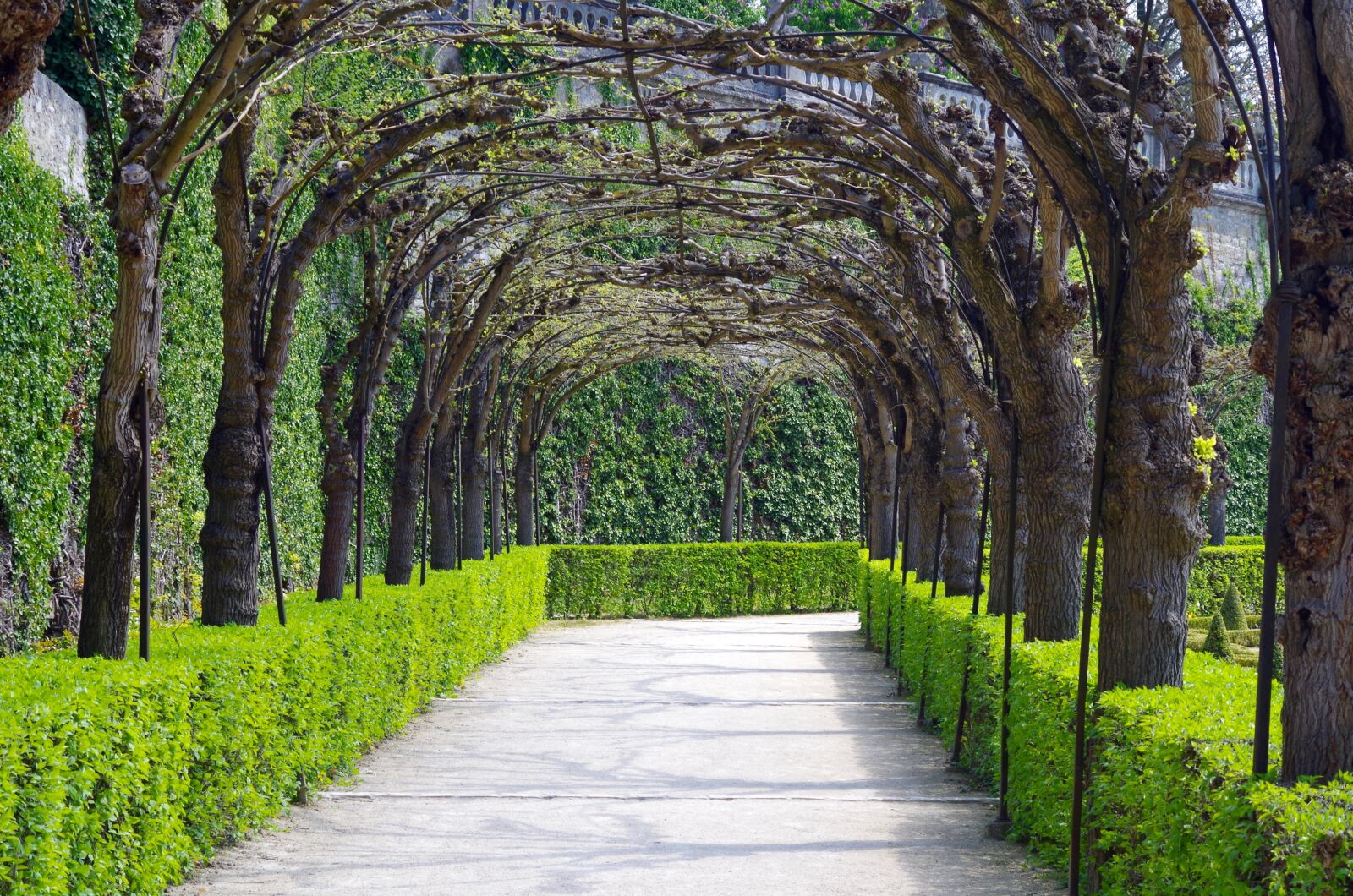 Pentax K-30 sample photo. Avenue, garden, trees photography