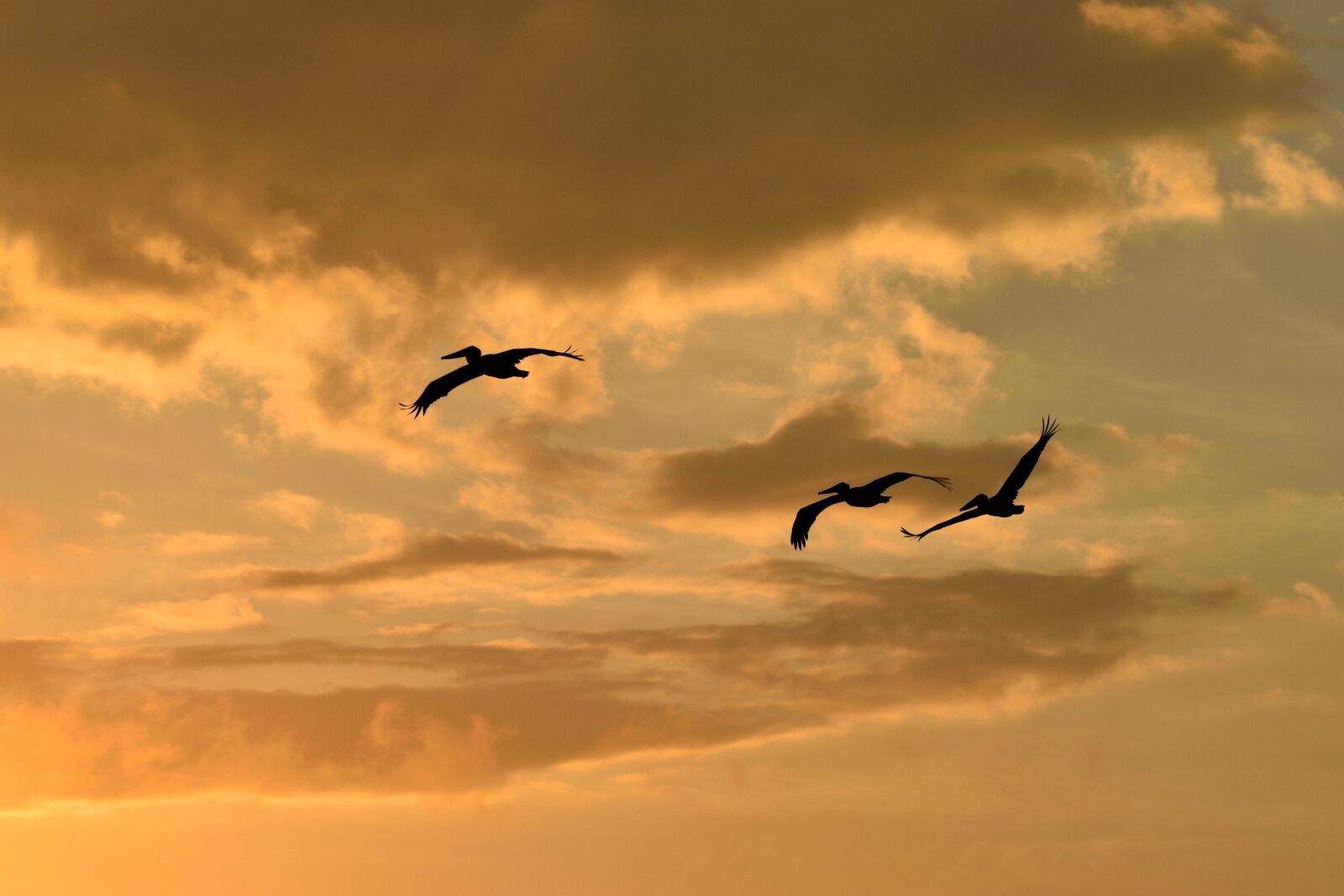 Nikon D3300 sample photo. Sunset, florida, birds photography