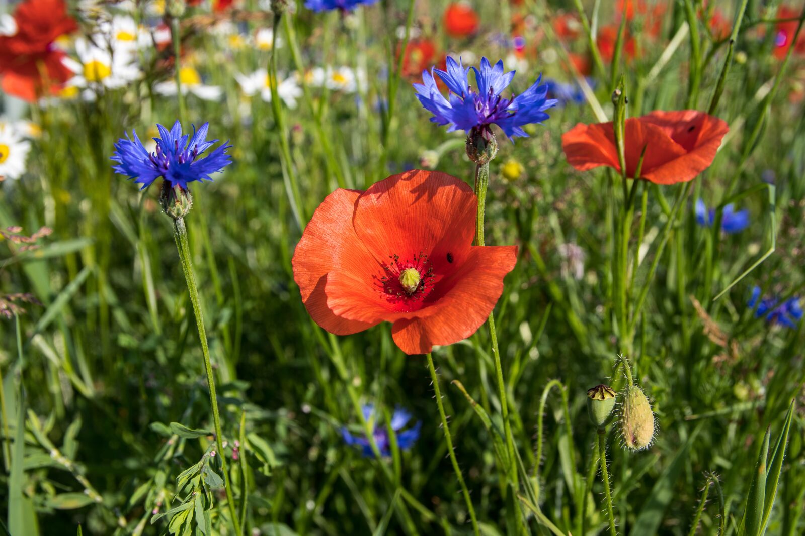 Canon EOS 80D sample photo. Poppy, klatschmohn, blossom photography