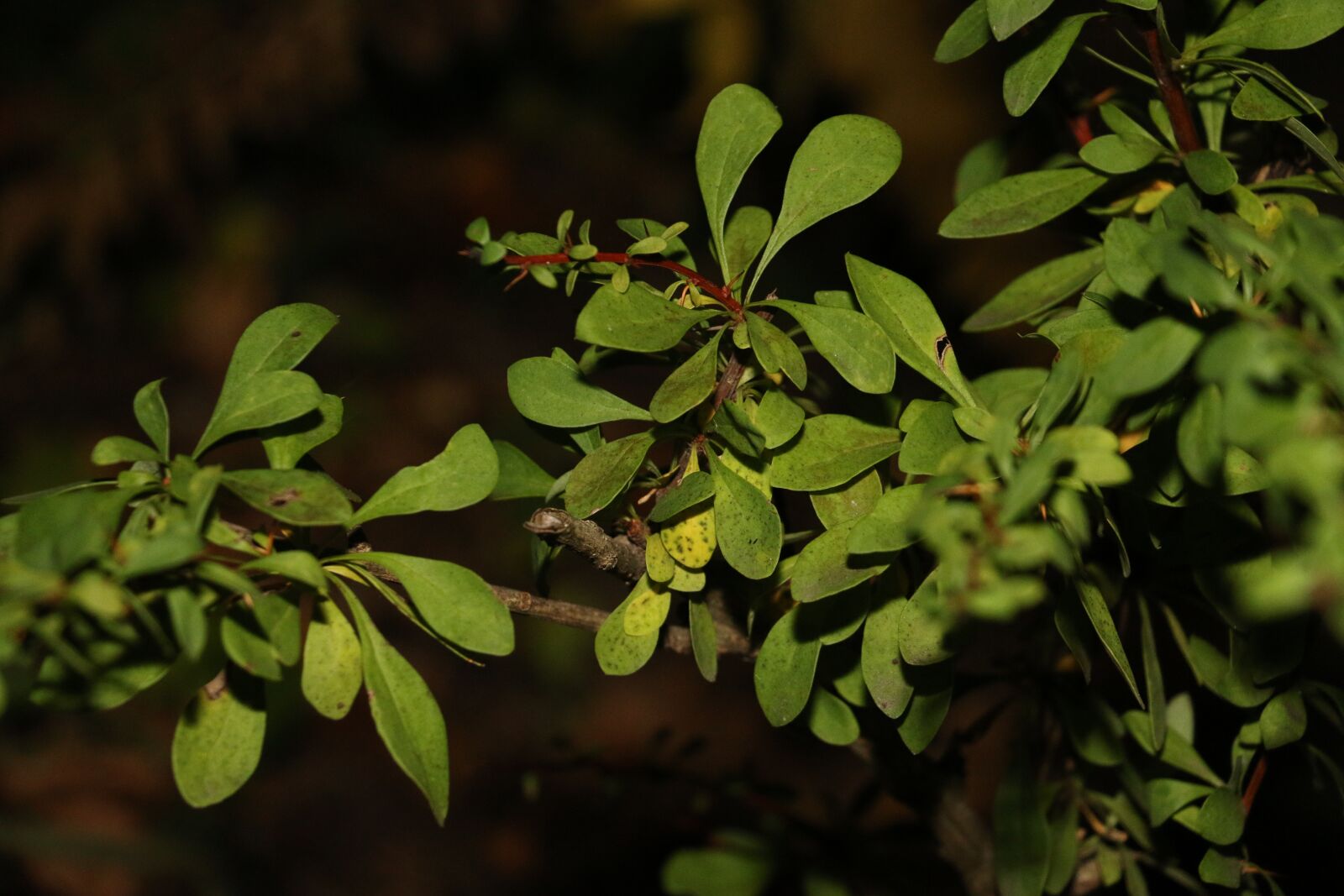 Canon EOS 70D sample photo. Flower, garden, green photography