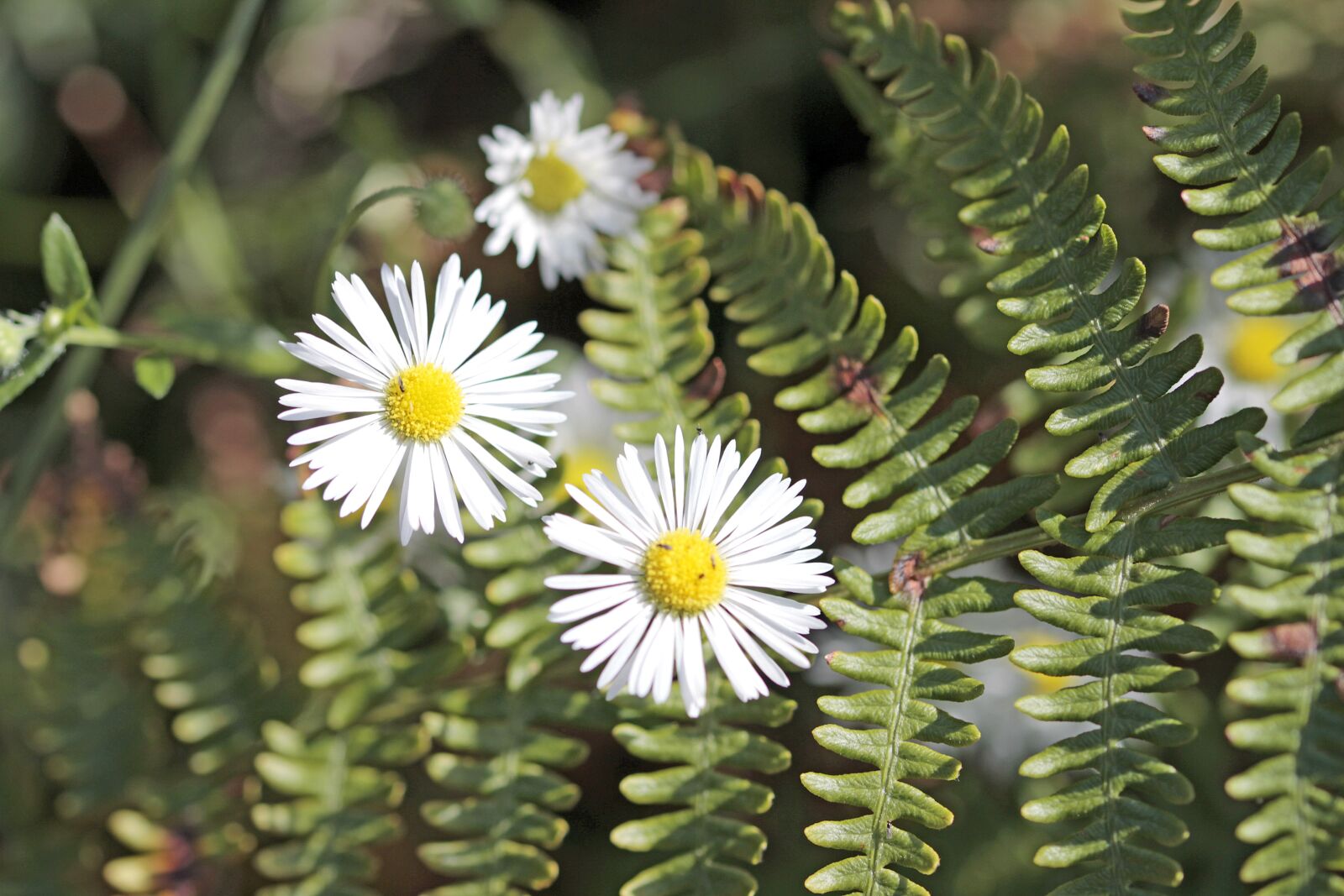 Canon EOS 700D (EOS Rebel T5i / EOS Kiss X7i) sample photo. Magariten, fern, nature photography