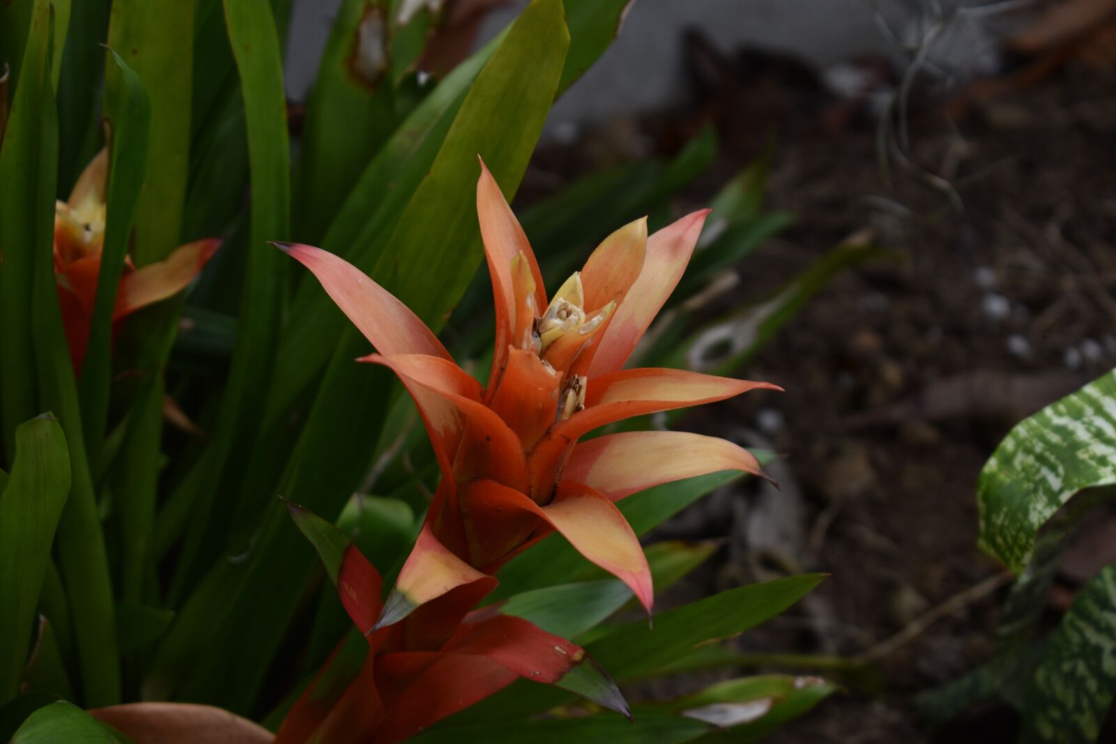 Nikon D5600 sample photo. Flower, plants, flora photography