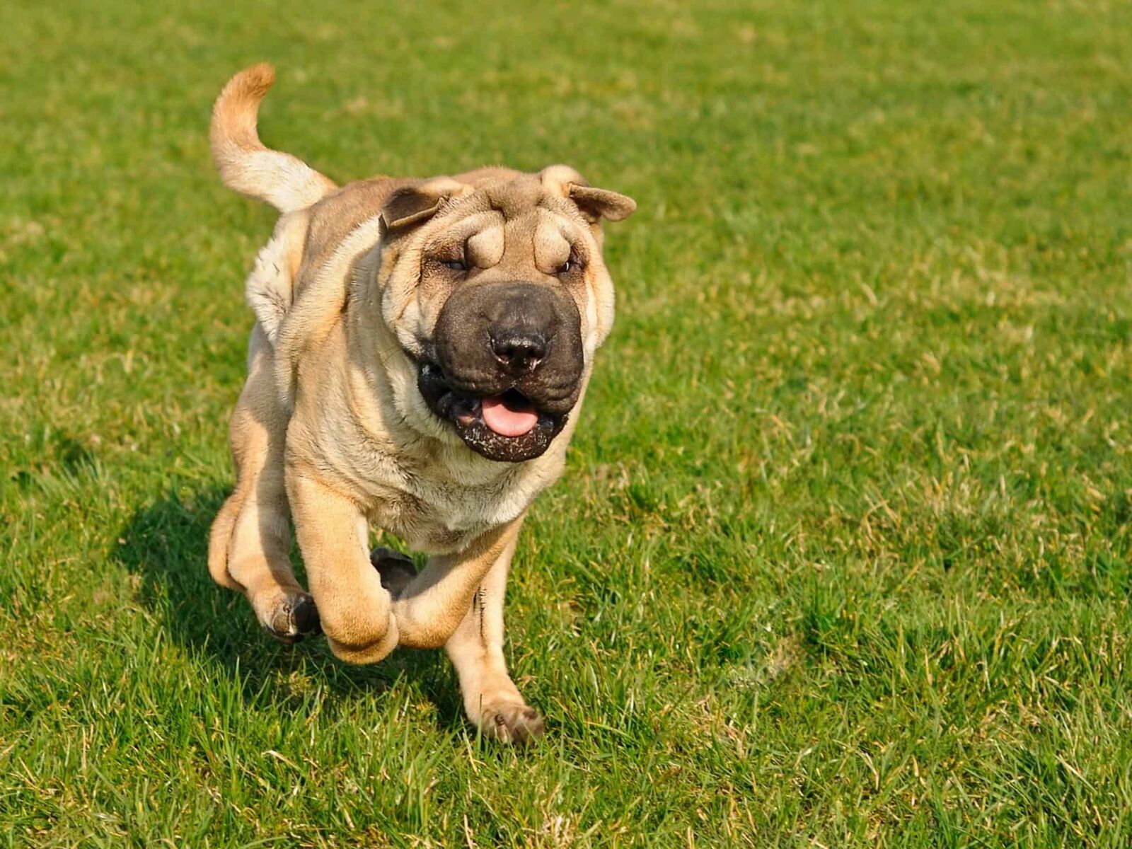 Nikon D300 sample photo. Grass, puppy, young, animal photography