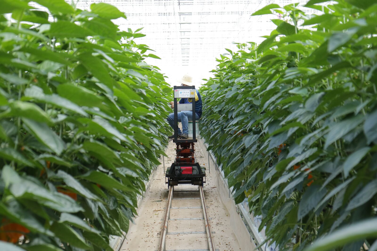 Canon EOS M3 sample photo. Paprika, harvest, smart farm photography