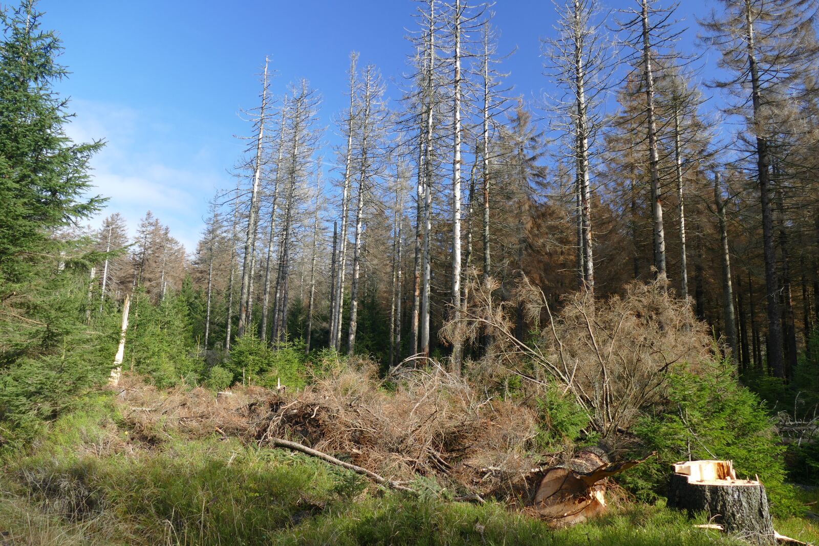 Panasonic Lumix DMC-FZ1000 sample photo. Waldsterben, reafforestation, contrasts photography
