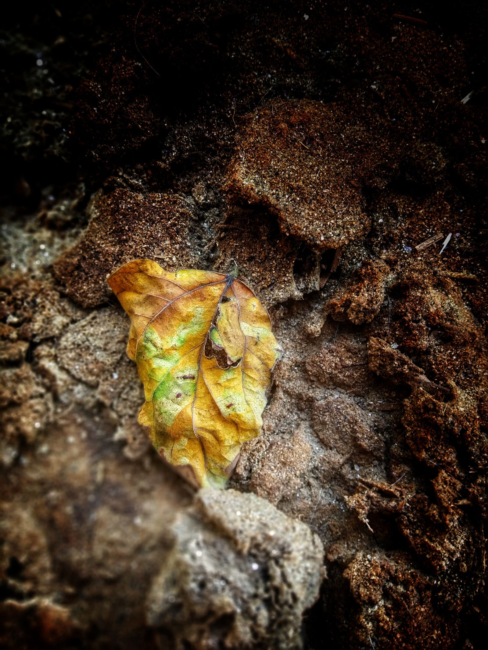 Xiaomi Redmi Y2 sample photo. Nature, india, leaf photography