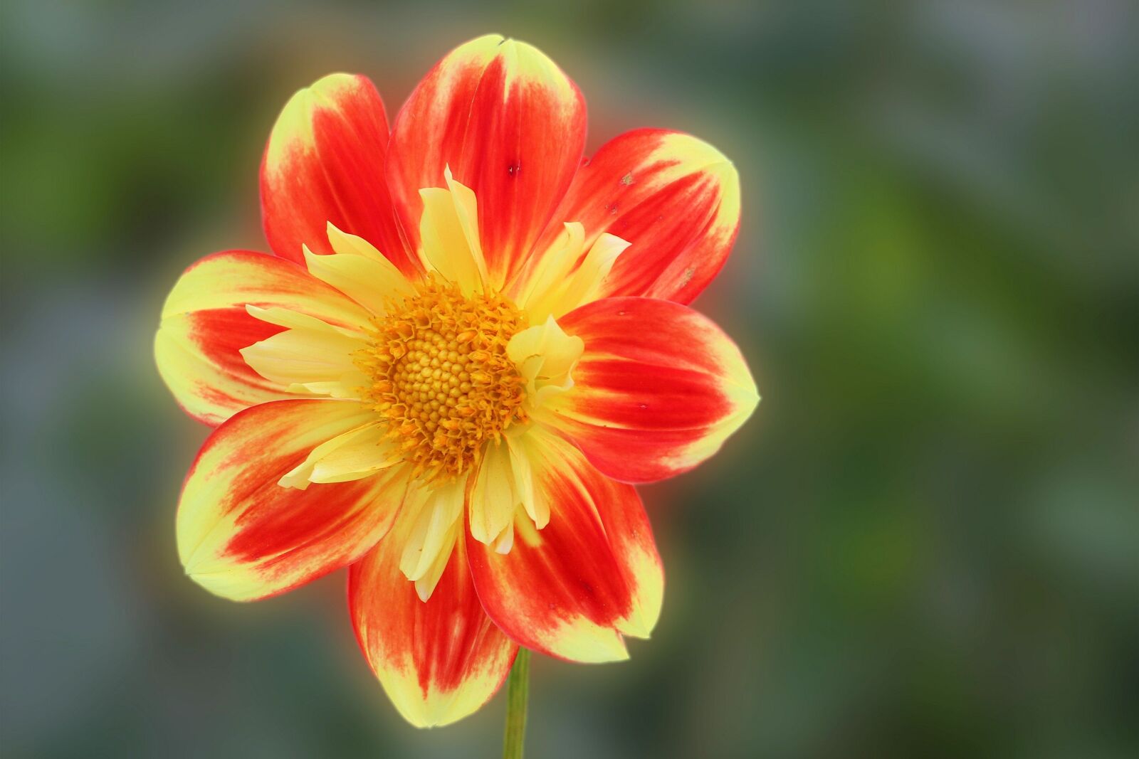 Canon EF-S 55-250mm F4-5.6 IS II sample photo. Dahlia, blossom, bloom photography