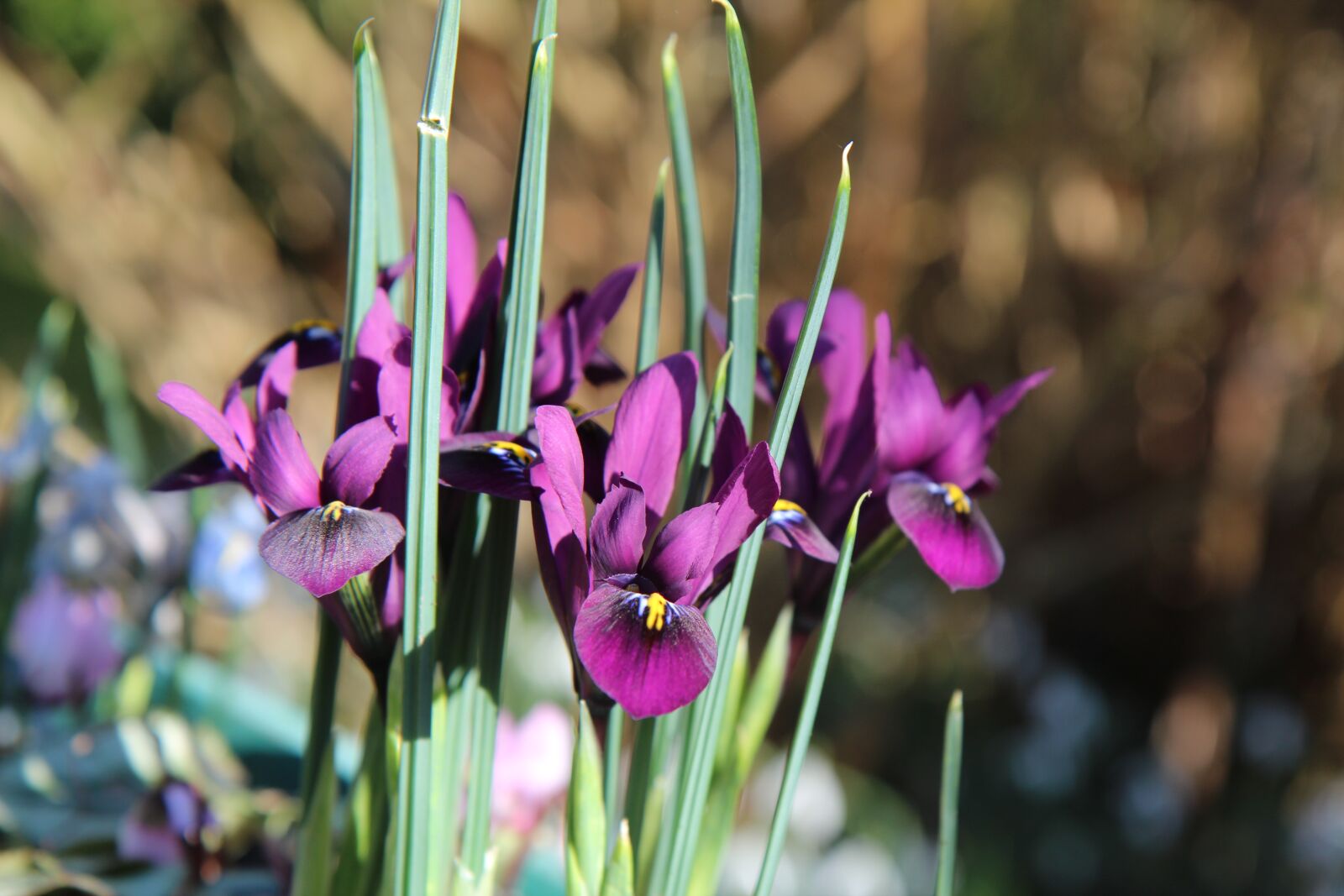 Canon EOS 600D (Rebel EOS T3i / EOS Kiss X5) sample photo. Iris, iris purple, flowering photography