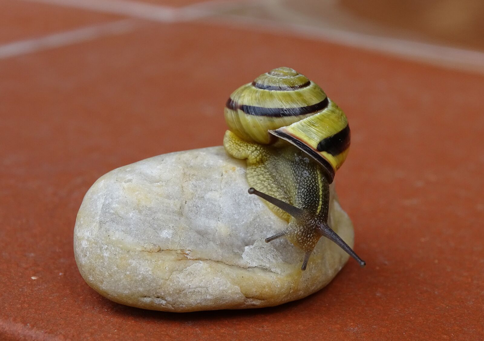 Sony Cyber-shot DSC-HX400V sample photo. Snail, shellfish, garden snail photography