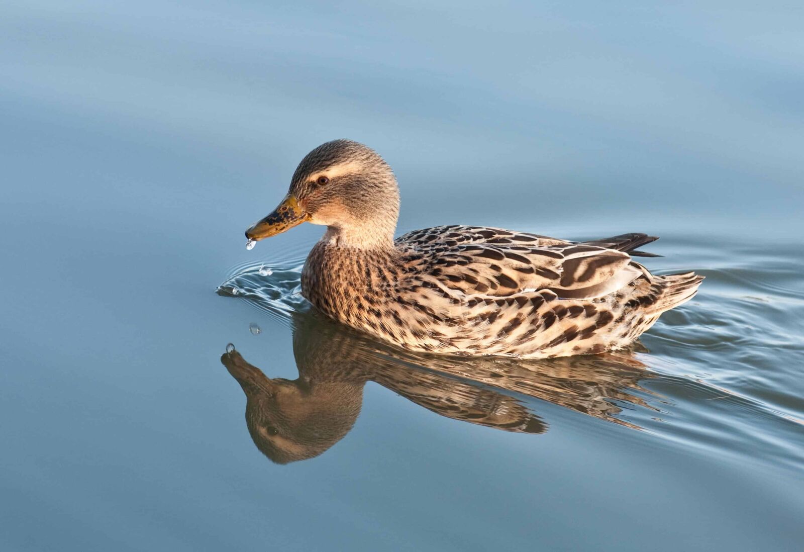 Nikon D300 sample photo. Duck, wildlife, bird, waterfowl photography