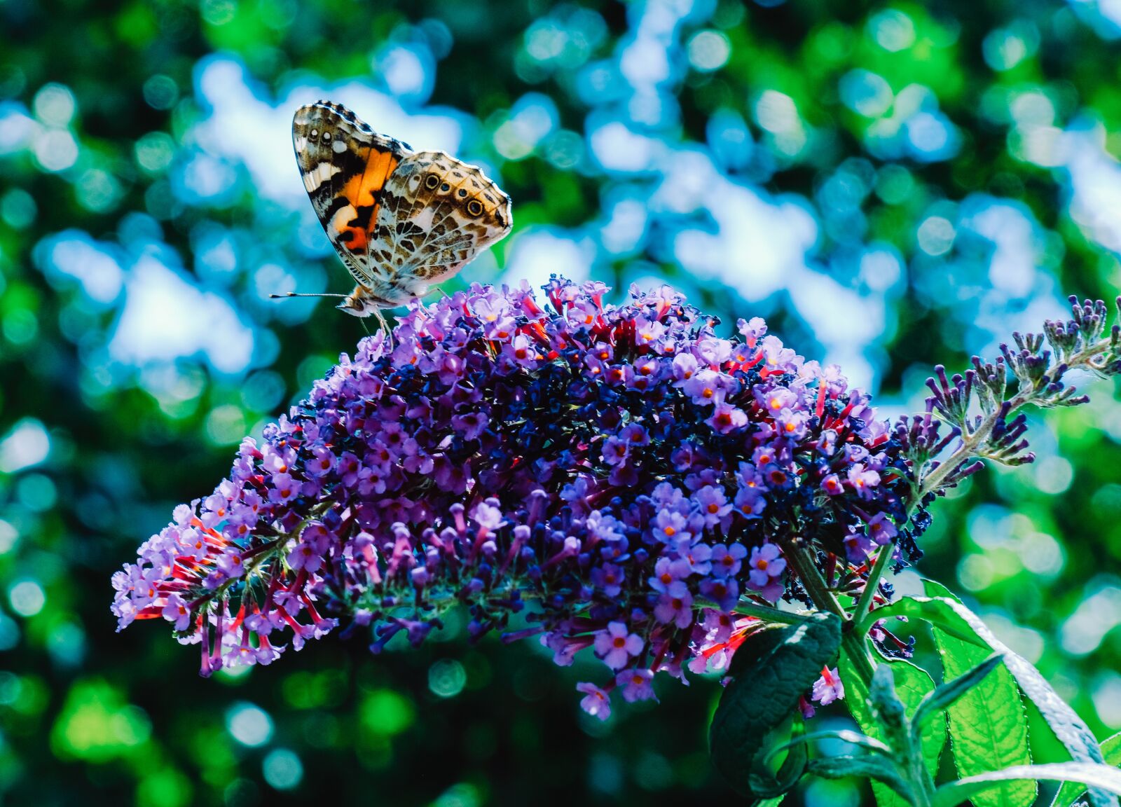 Fujifilm X-T2 + Fujifilm XF 18-135mm F3.5-5.6 R LM OIS WR sample photo. Lilac, butterfly, vanessa cardui photography