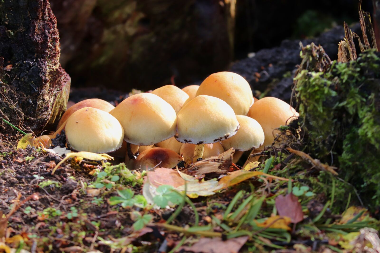 Canon EF-S 55-250mm F4-5.6 IS II sample photo. Mushrooms, group, light brown photography