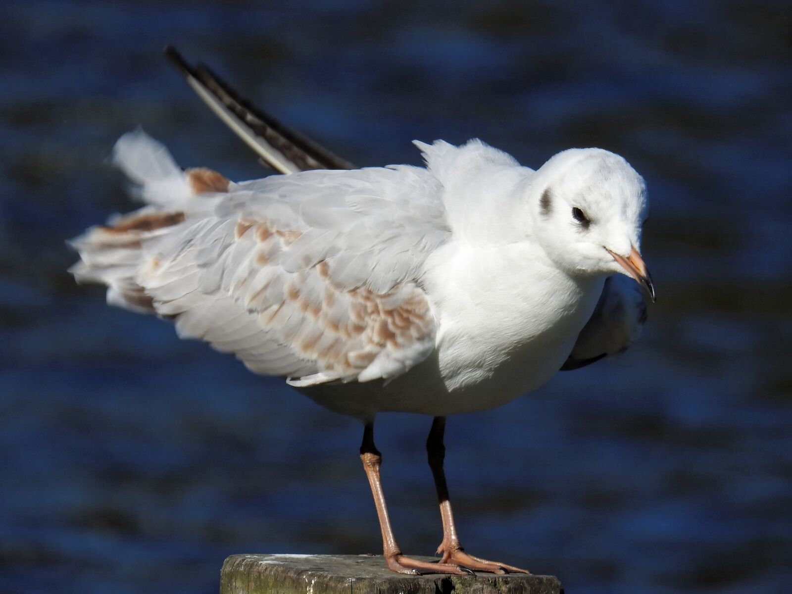 Nikon Coolpix P900 sample photo. Seagull, bird, water bird photography