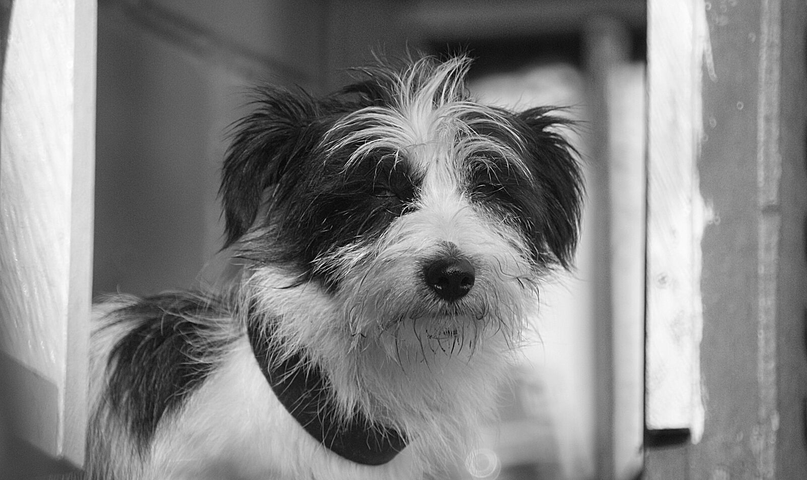 Sony Alpha DSLR-A390 sample photo. Black and white, dog photography