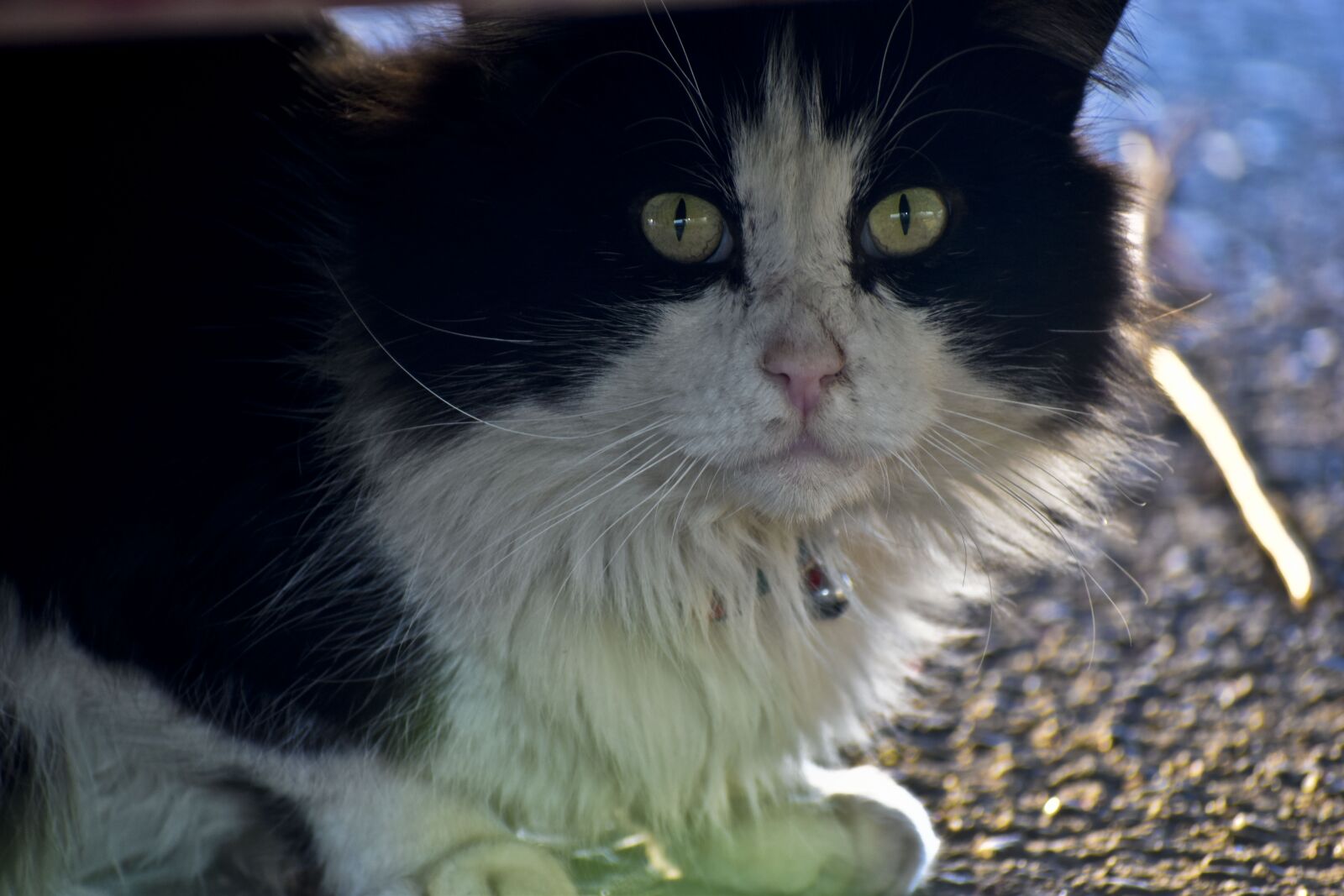 Nikon D3500 sample photo. Cat, pet, kitten photography