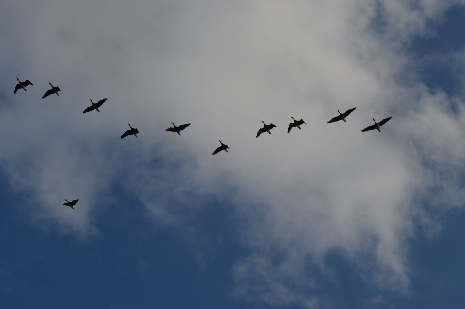 Nikon D3200 sample photo. Bird, sky, heaven photography