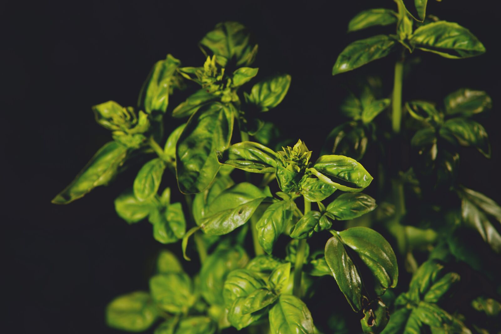 Canon EOS-1Ds Mark III sample photo. Basil, herb, spice photography