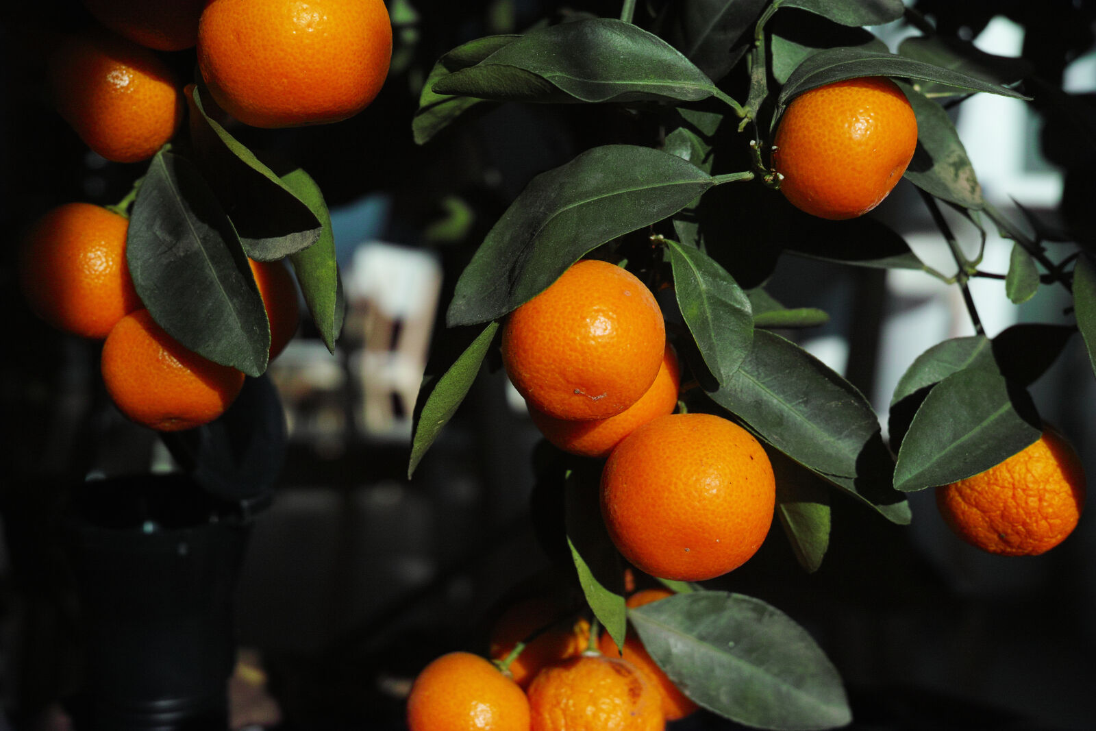 Sigma 30mm F2.8 sample photo. Oranges of orange photography