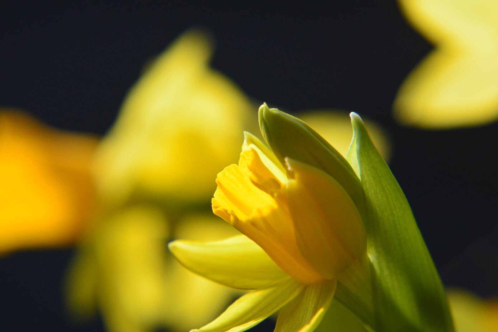 Nikon 1 Nikkor VR 30-110mm F3.8-5.6 sample photo. Narcissus, daffodil, macro photography