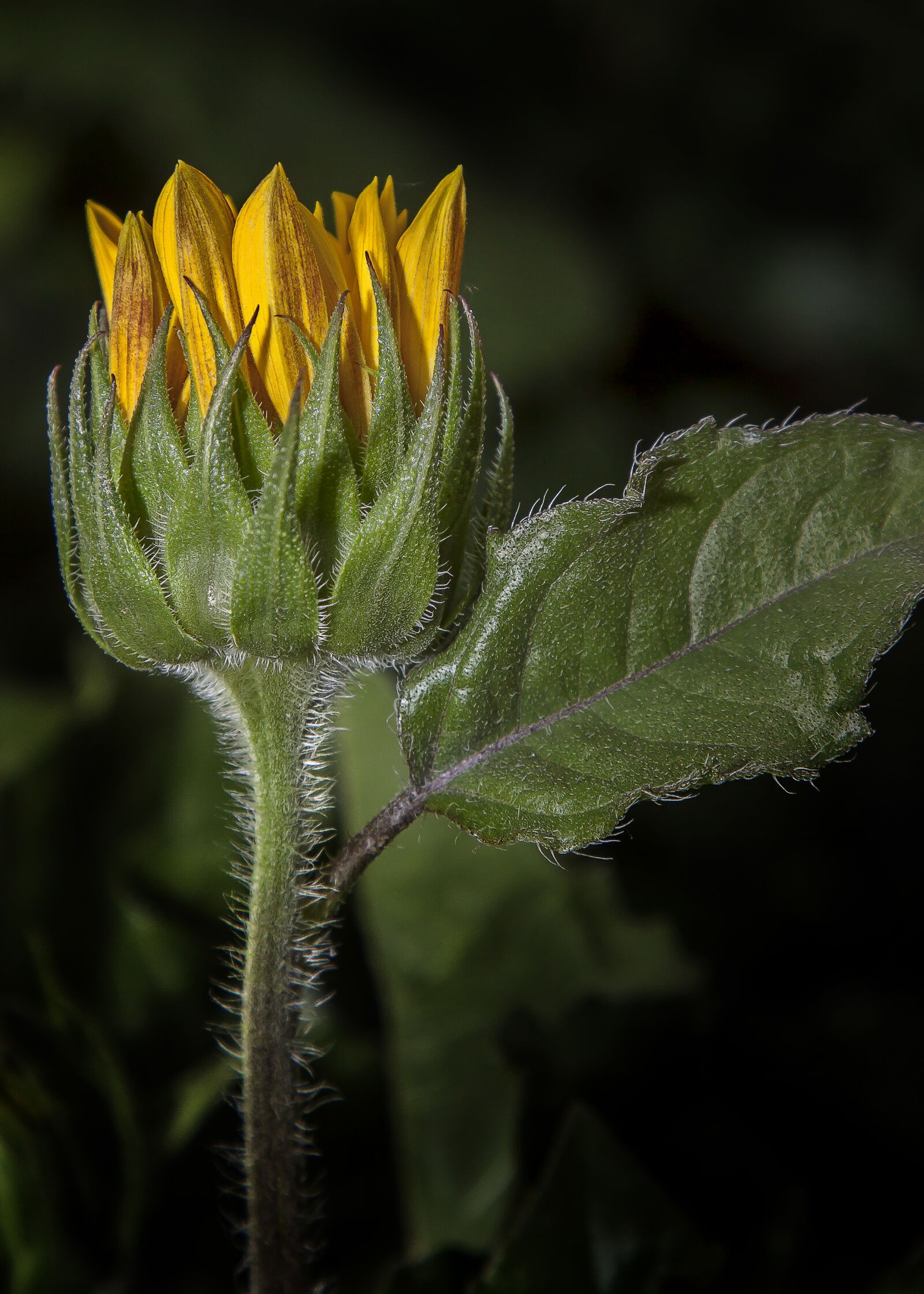 Canon EOS 50D + Canon EF 24-105mm F4L IS USM sample photo. Helianthus, sunflower, blossom photography