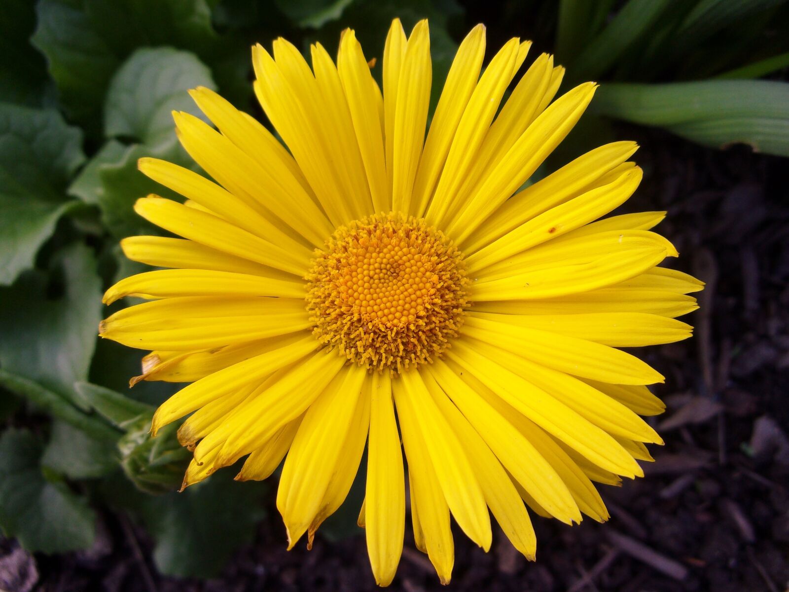 JK KODAK PIXPRO X53 sample photo. Flower, garden, yellow photography
