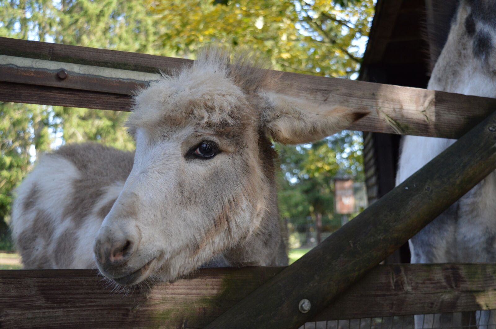 Nikon D3200 sample photo. Animal, donkey, young animal photography