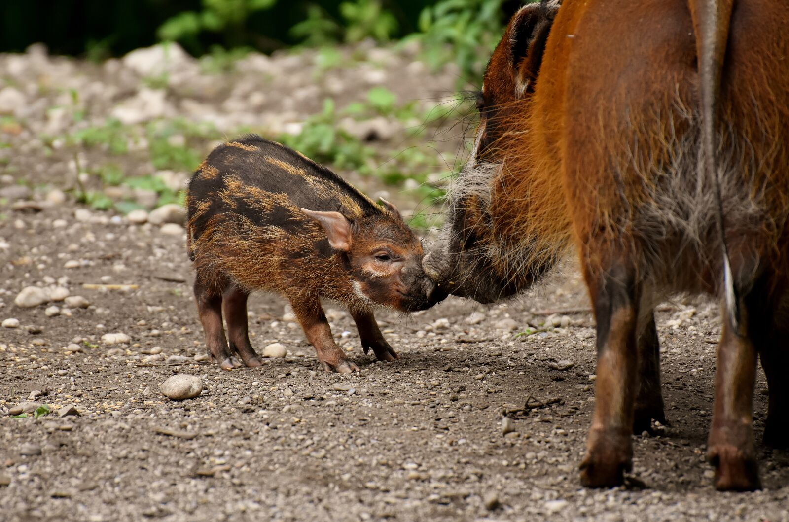 Nikon D7200 sample photo. Brush ear pig, potamochoerus photography