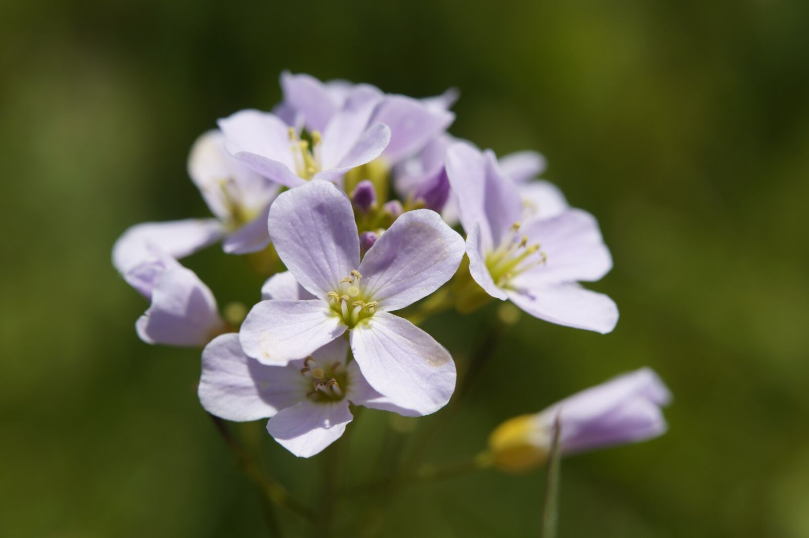 Sony SLT-A58 sample photo. Smock, spring, flower photography
