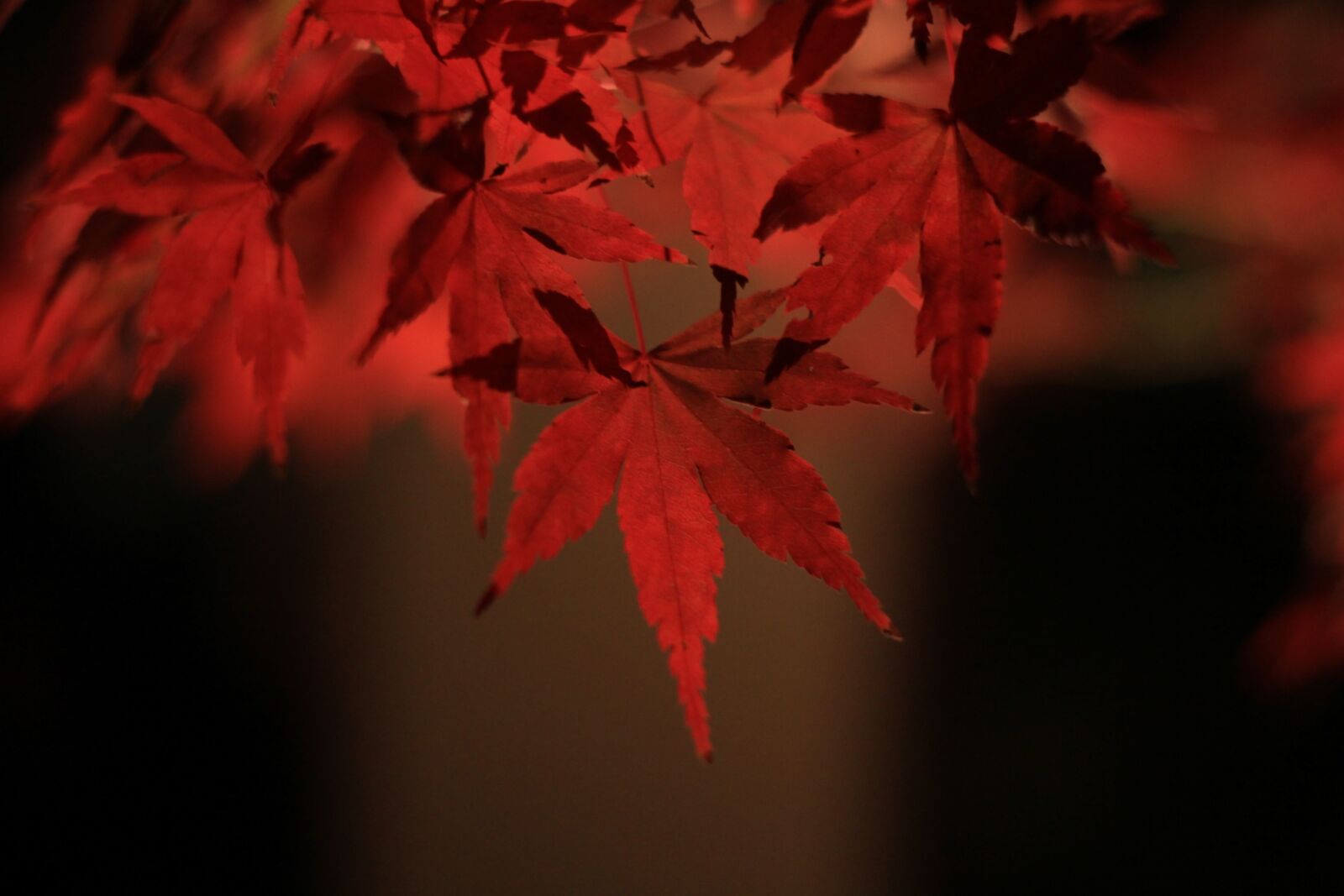 Canon EOS 60D + Canon EF 50mm F1.8 II sample photo. Autumnal leaves, maple, autumn photography
