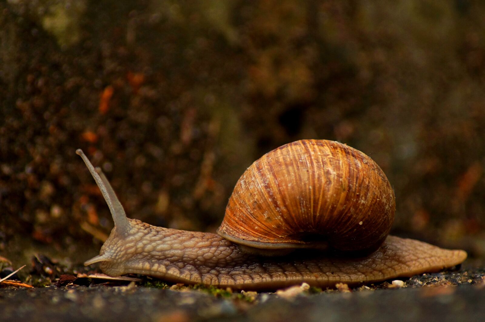 Sony SLT-A57 sample photo. Snail, garden, nature photography