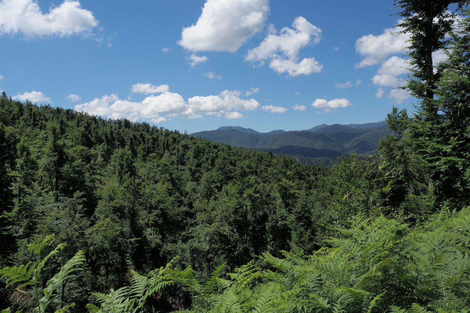 Olympus PEN E-PL8 sample photo. Forest, clouds, panorama photography