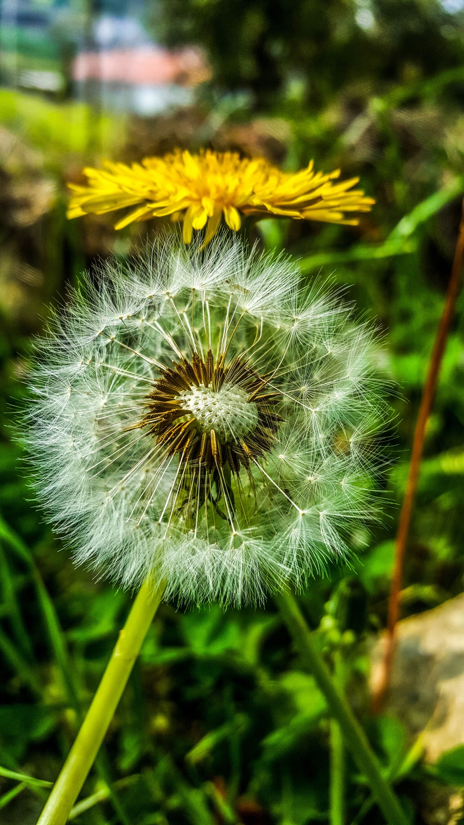 Samsung Galaxy S6 sample photo. Flower, nature, plant photography