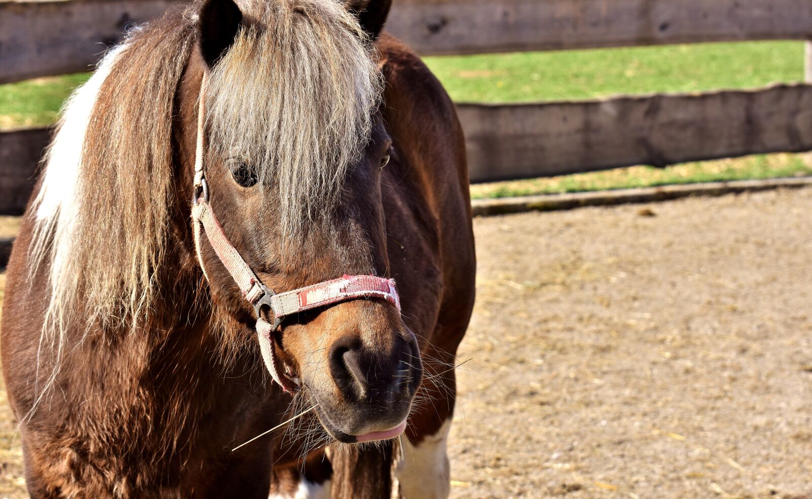 Nikon D7200 sample photo. Horse, animal, pony photography