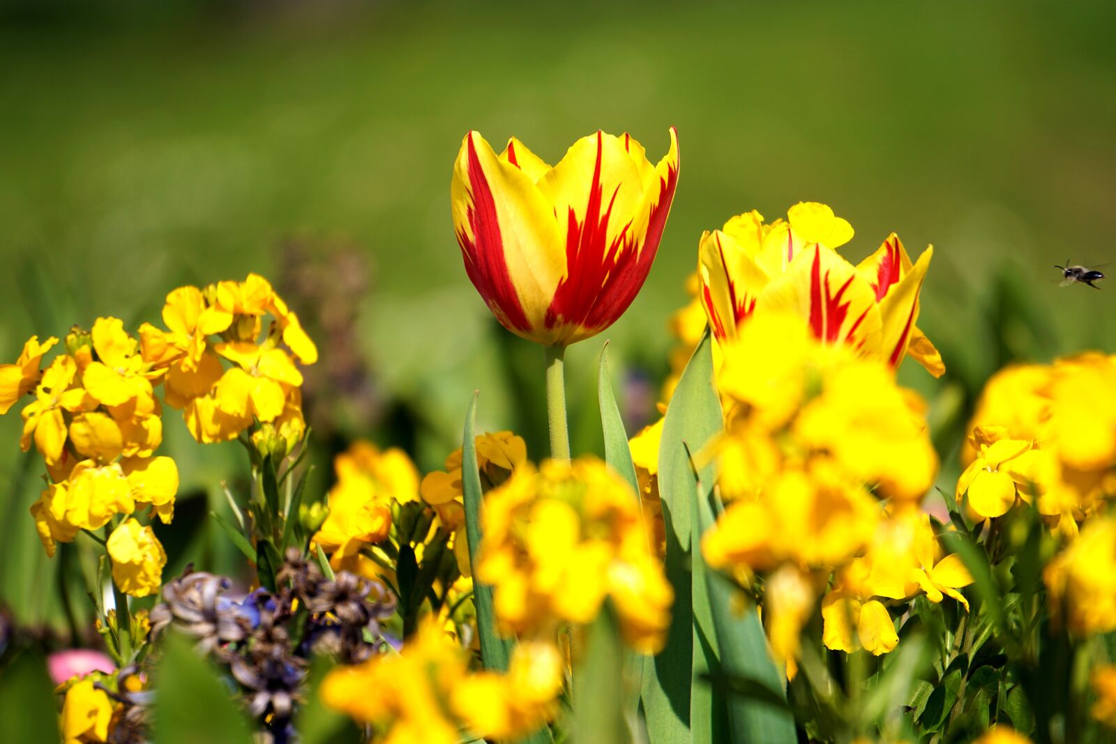 Sony E 55-210mm F4.5-6.3 OSS sample photo. Flower, yellow, yellow flowers photography