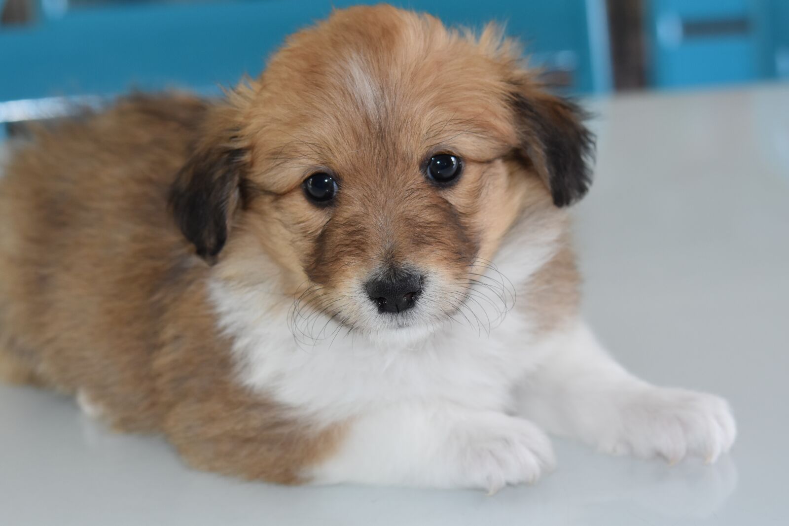 Nikon D5600 sample photo. Puppy, pup, dog photography