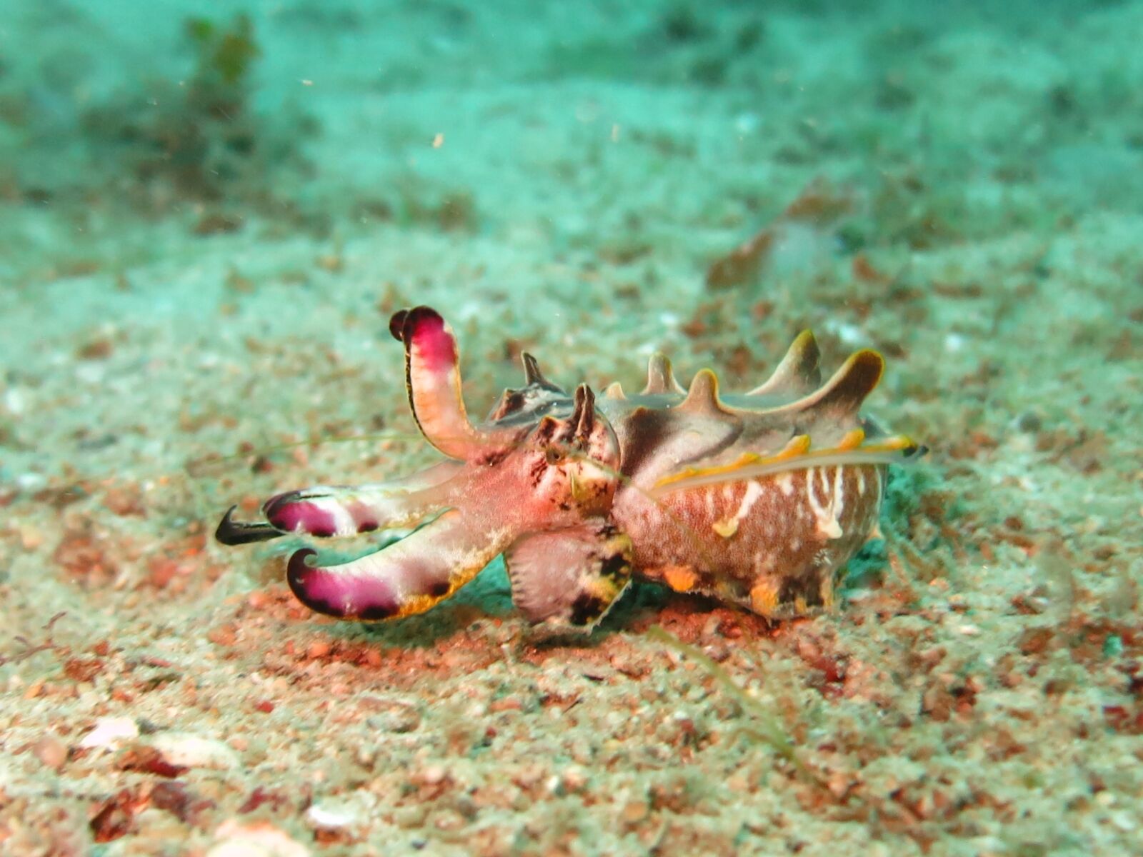 Canon PowerShot S110 sample photo. Flamboyant cuttlefish, cuttlefish, ocean photography