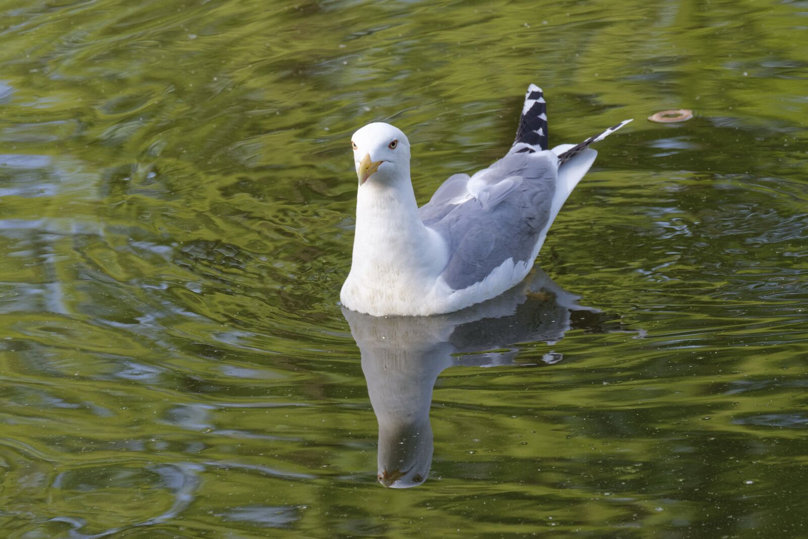Nikon D5300 sample photo. Bird, gull, plumage photography