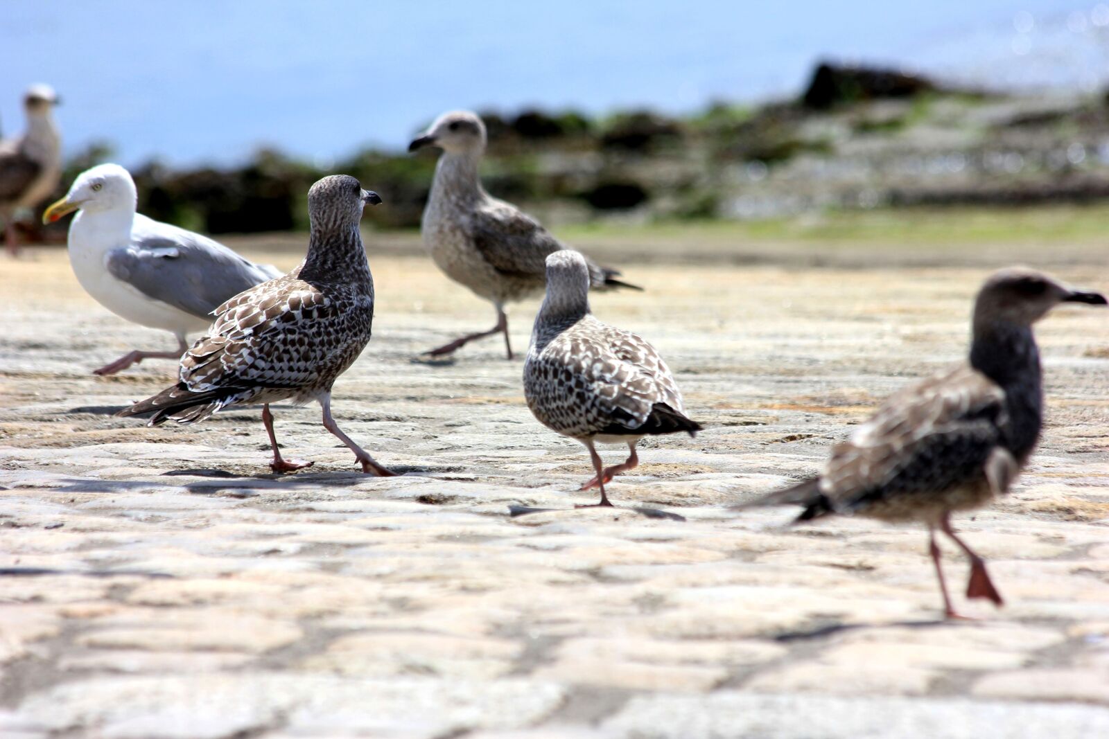 Canon EOS 550D (EOS Rebel T2i / EOS Kiss X4) sample photo. Seagulls, gulls, brittany photography