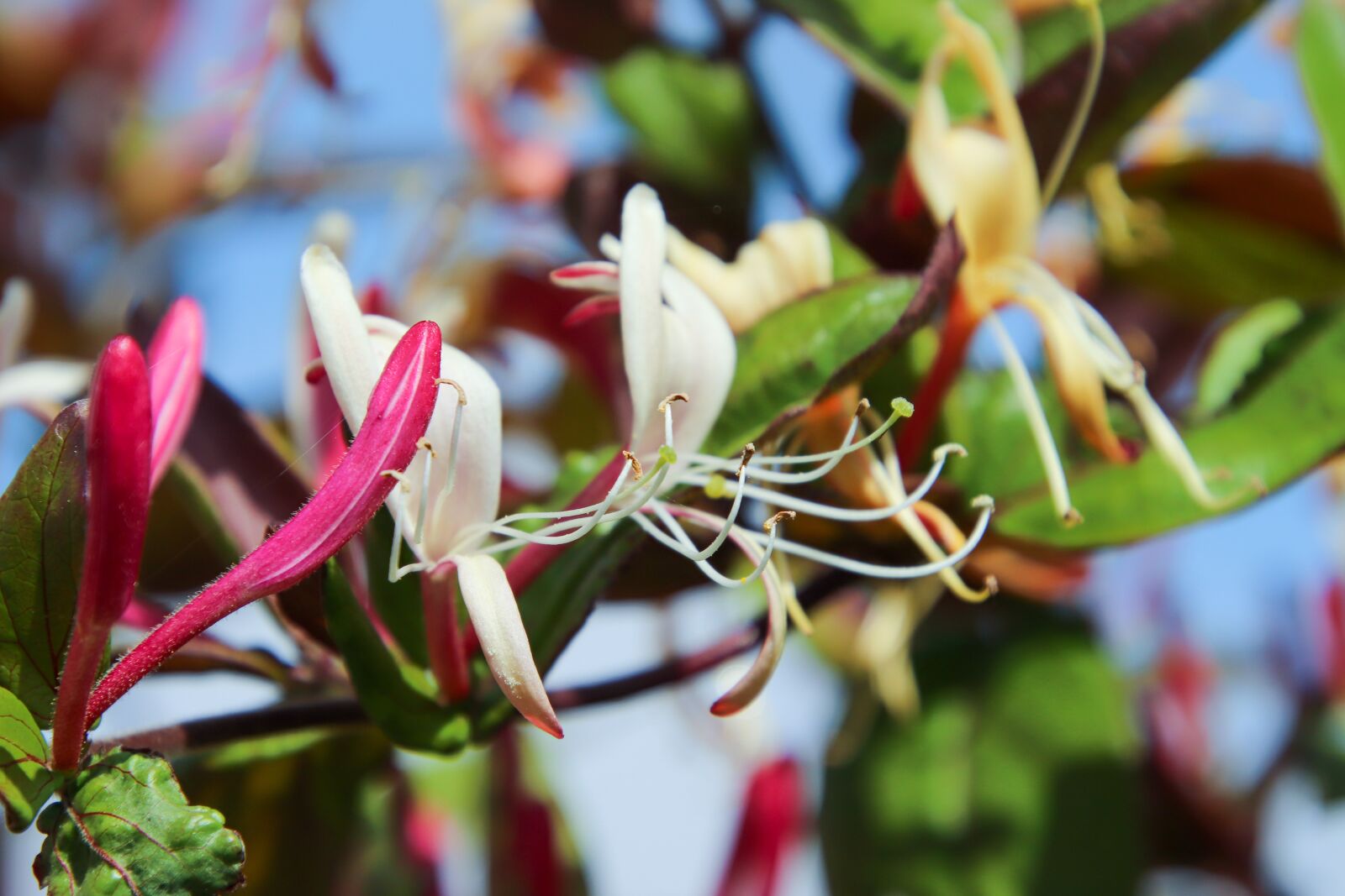 Canon EOS 800D (EOS Rebel T7i / EOS Kiss X9i) sample photo. Honeysuckle, flowers, bloom photography