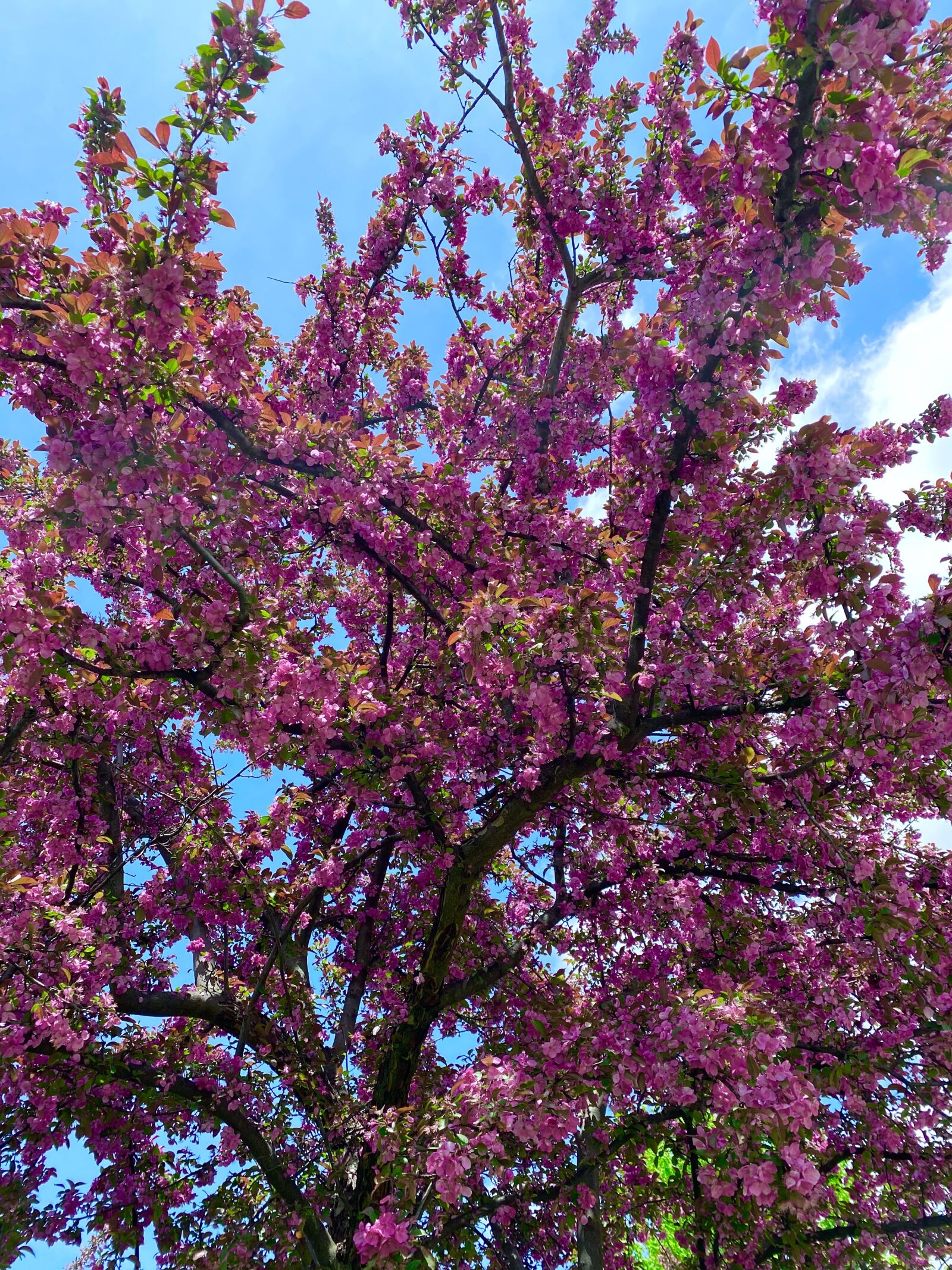 Apple iPhone 11 Pro sample photo. Purple, flower, tree photography