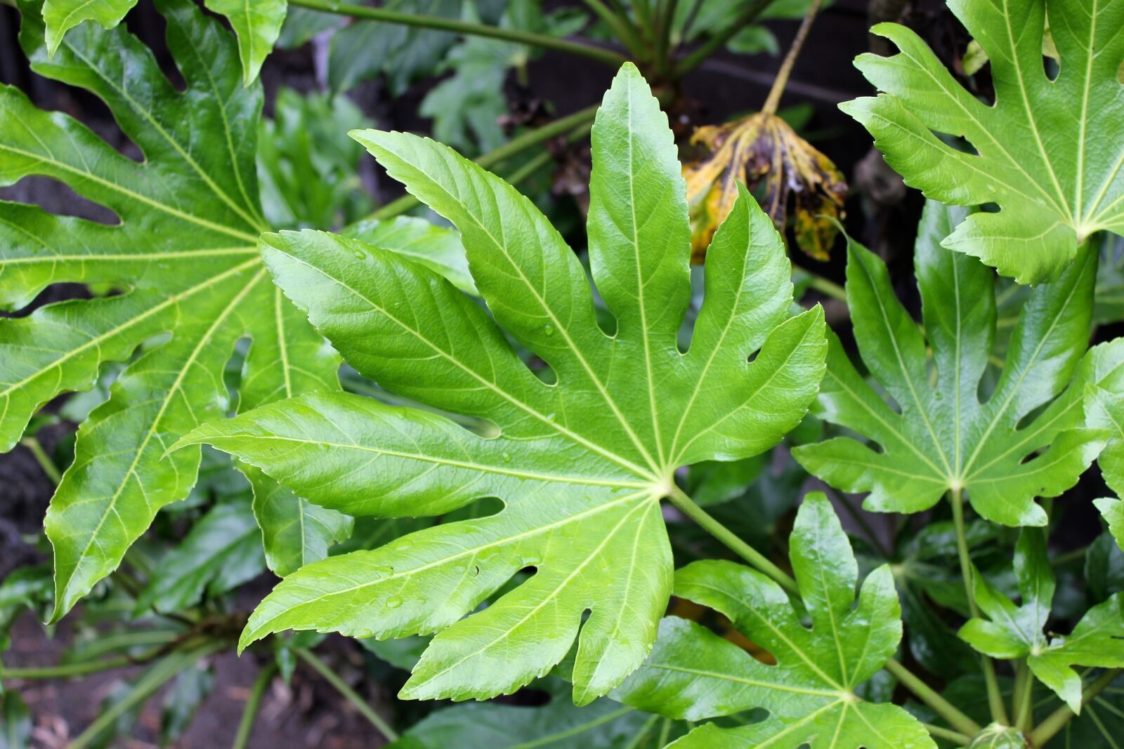 Canon EOS 550D (EOS Rebel T2i / EOS Kiss X4) sample photo. Leaf, nature, foliage photography