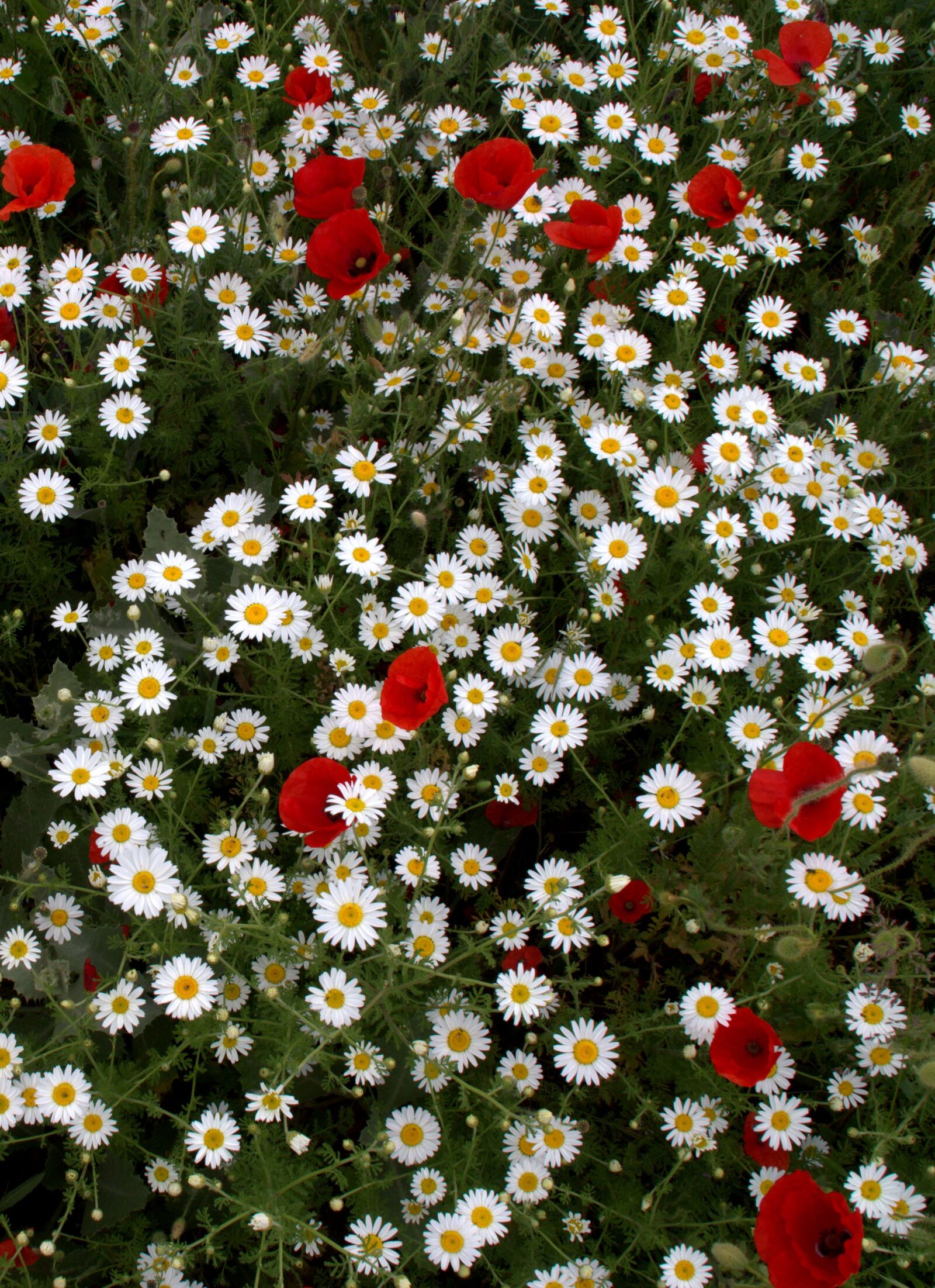 Canon EOS 700D (EOS Rebel T5i / EOS Kiss X7i) sample photo. Flower head, wild, carpet photography