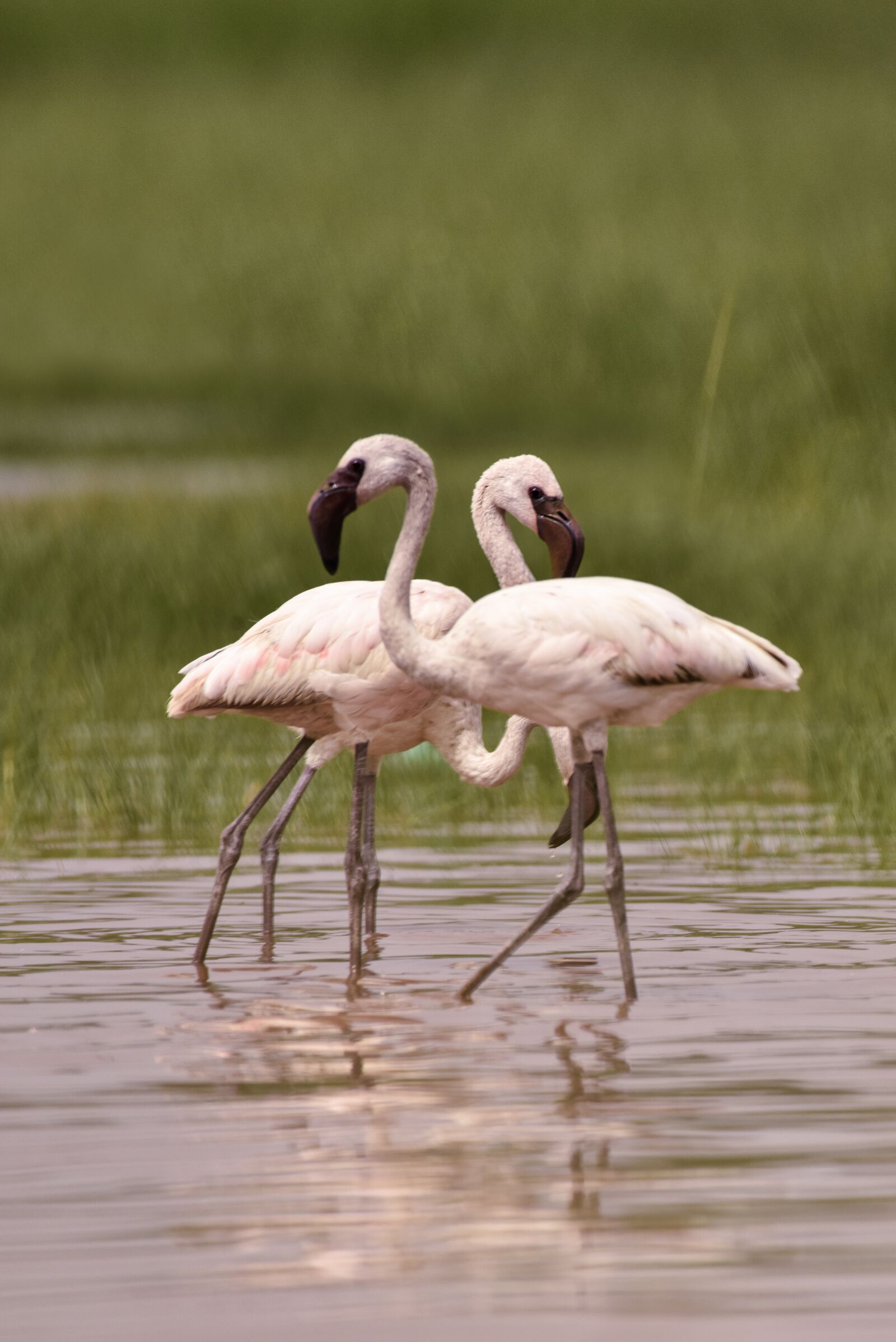 Nikon D810 sample photo. Animal, art, beauty photography