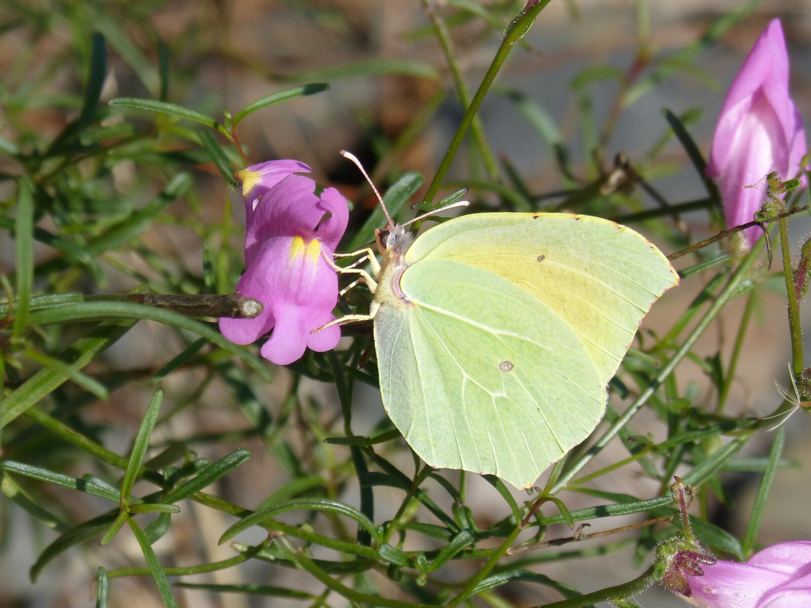 Panasonic DMC-FZ62 sample photo. Butterfly, cleopatra, gonepteryx cleopatra photography